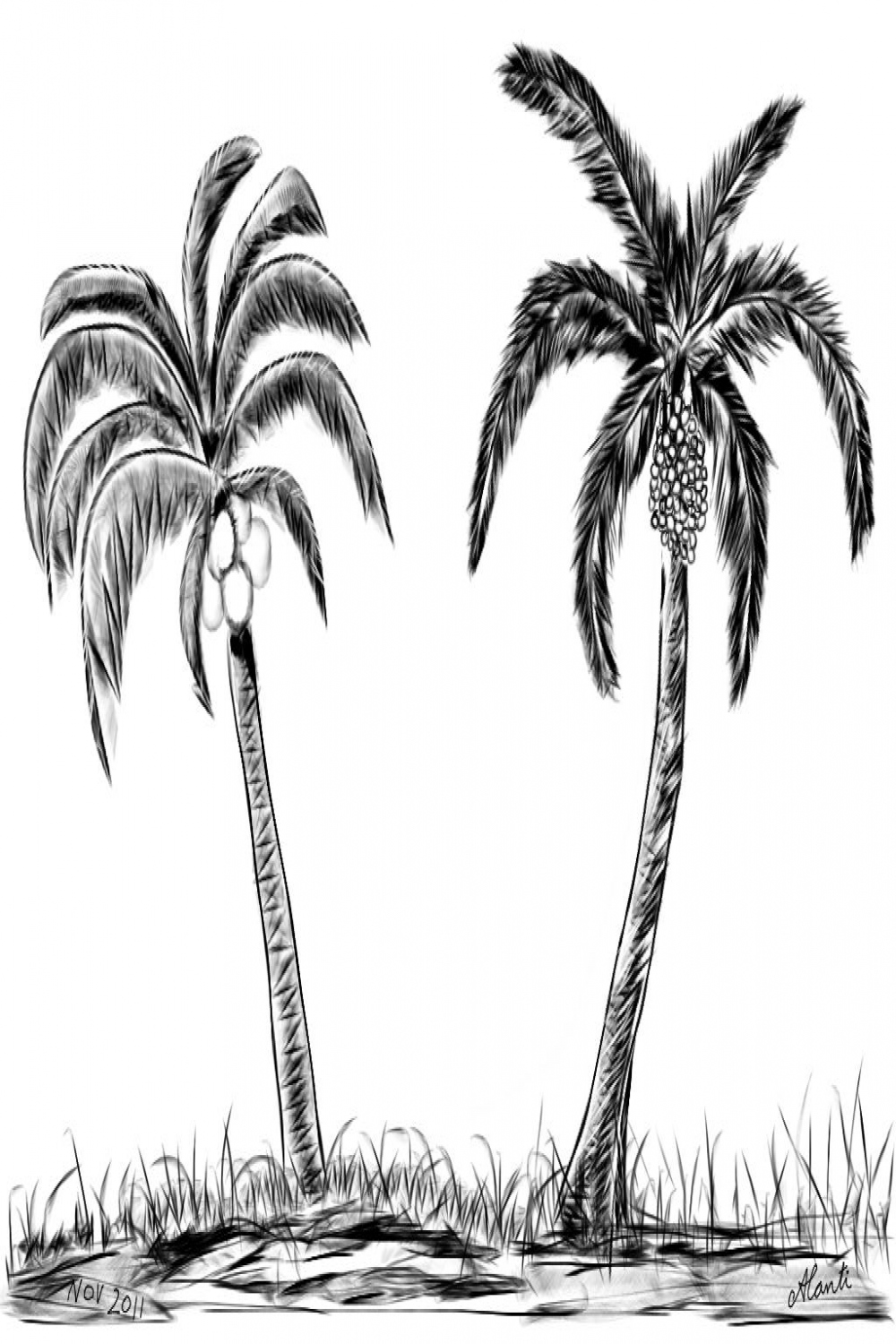 Tree sketches, Palm tree drawing, Pencil drawing images