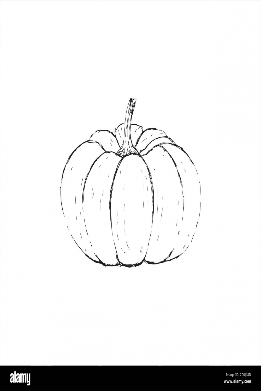 Vector Single Sketch Of A Pumpkin. Pumpkins-doodles