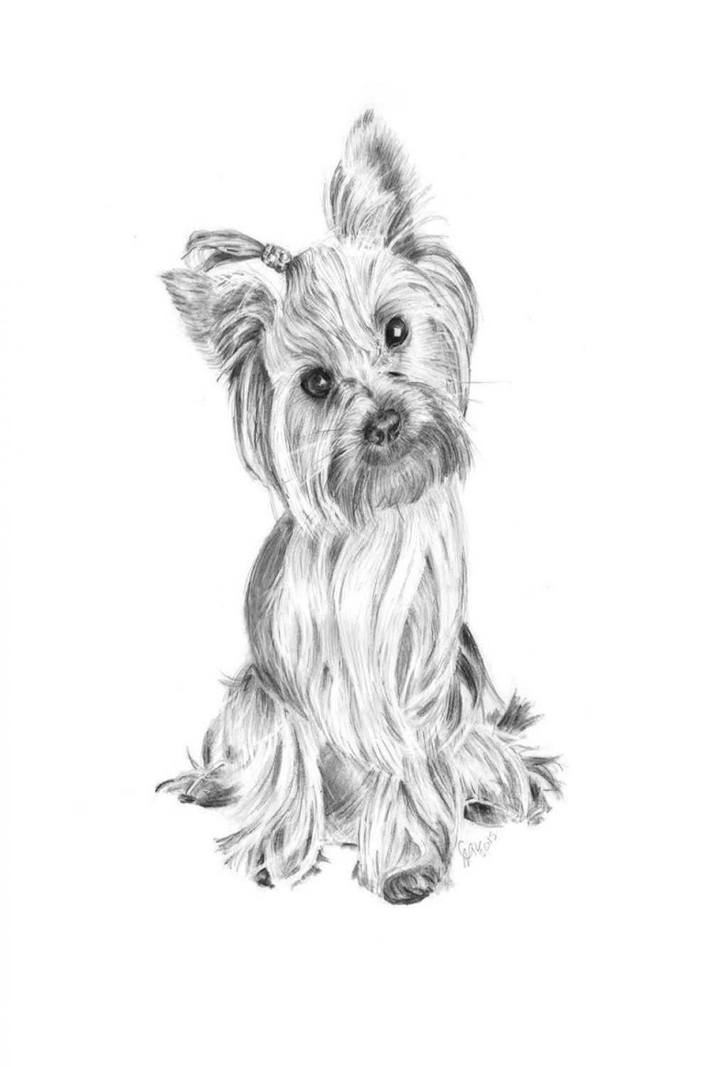 Yorkshire Terrier - Pencil Drawing by CarlSyres  Yorkie painting