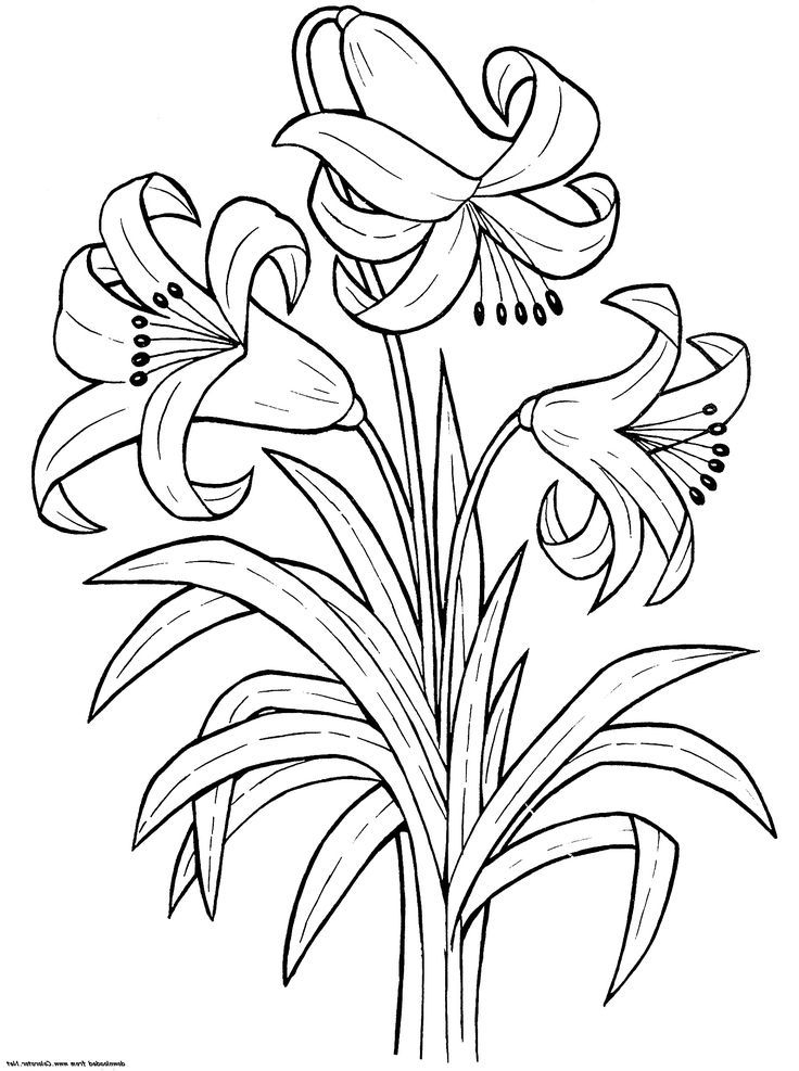 20 Flower Coloring Pages For Toddlers